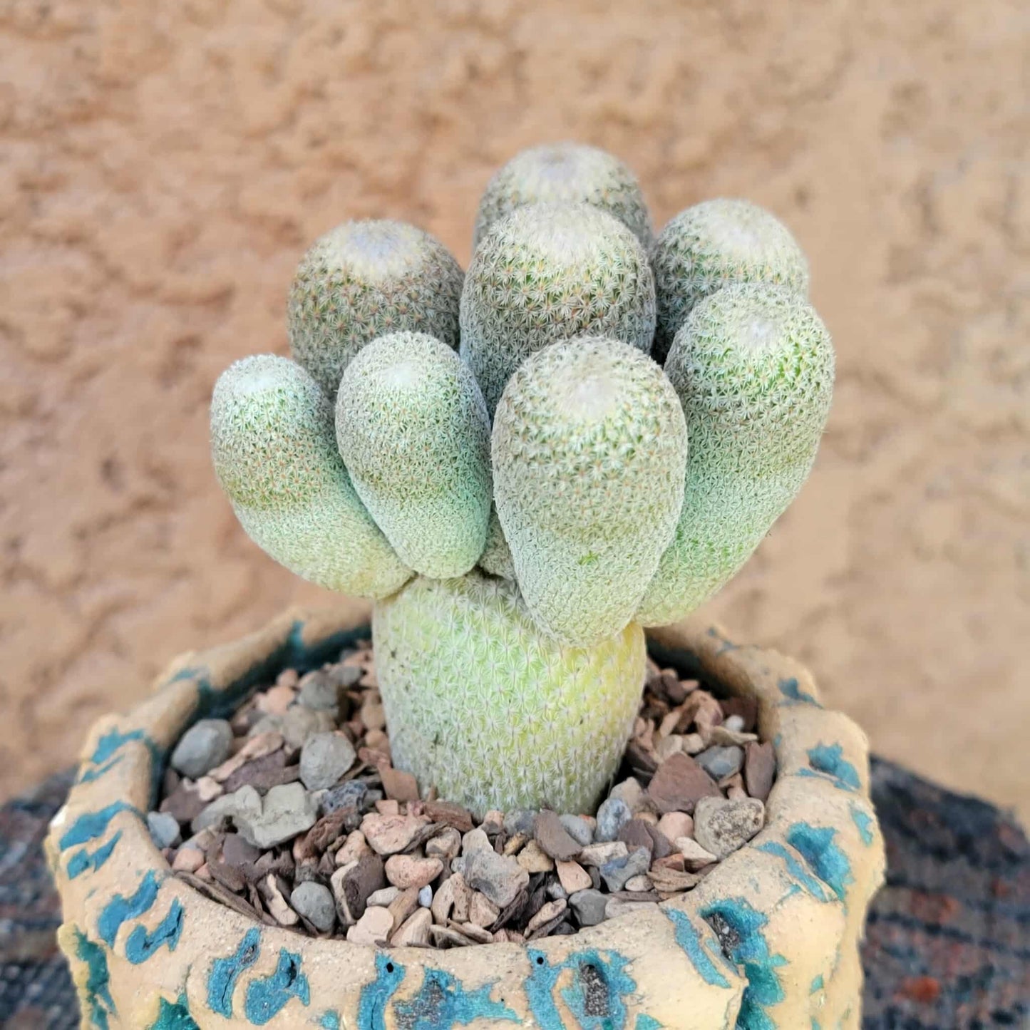Epithelantha micromeris var. longicaulis - 10 Heads - Japan