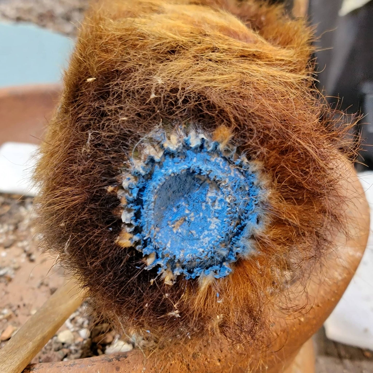 Espostoa (Vatricania) Guentheri (Cutting) 45" Tall! Red Foxtail Cactus