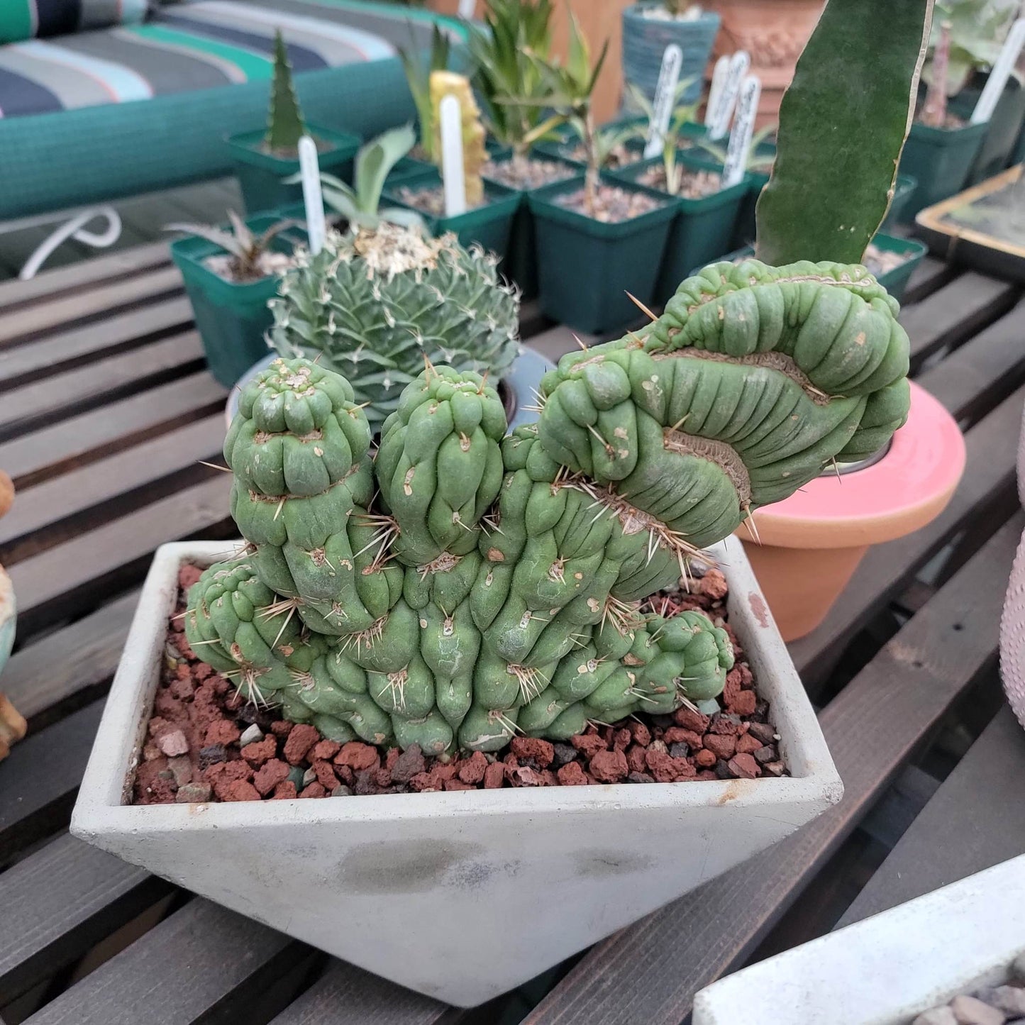 Geometric Cement Planter - Natural
