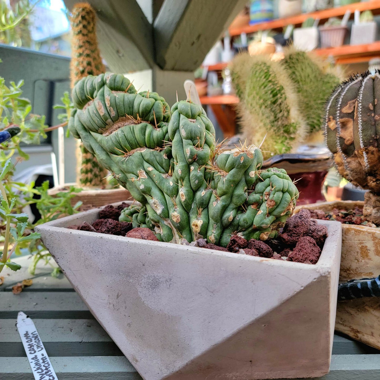 Geometric Cement Planter - Natural