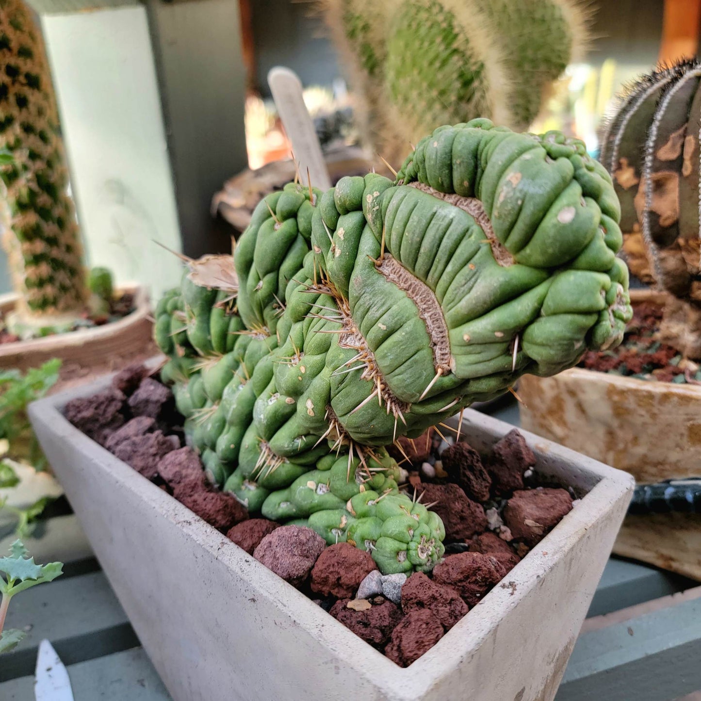 Geometric Cement Planter - Natural
