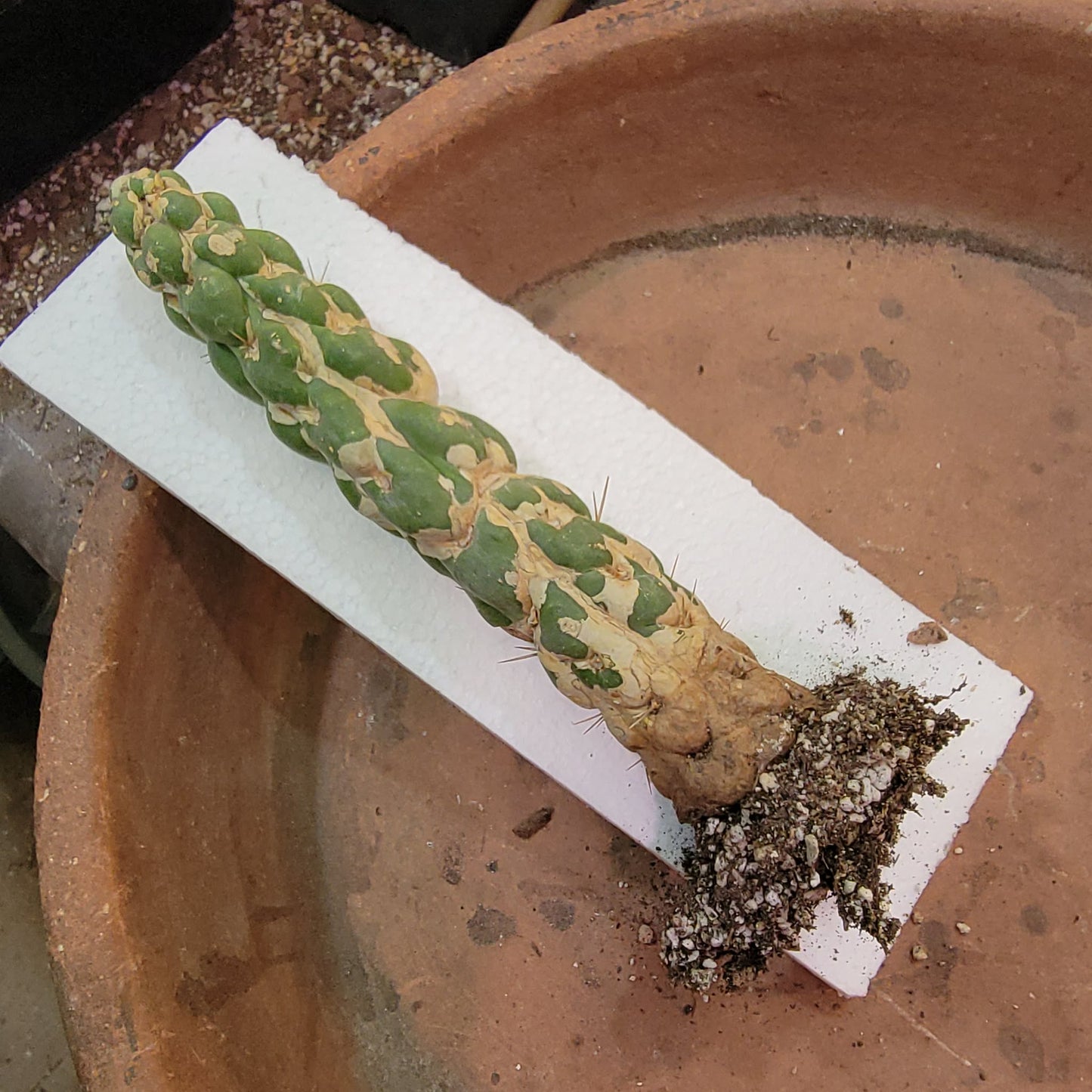 Eulychnia castanea cv. varispiralis - Unicorn Cactus