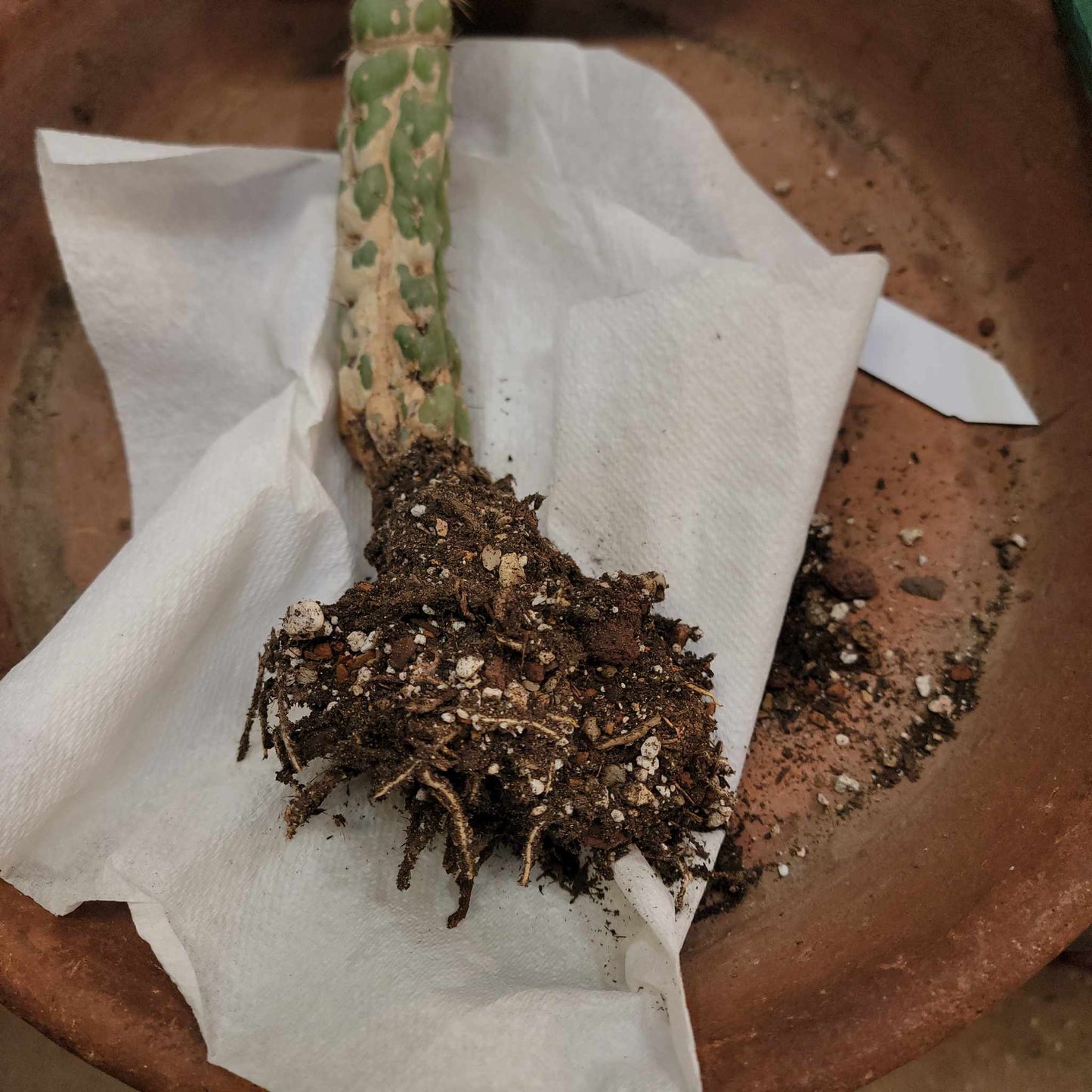 Eulychnia castanea spiralis - Unicorn Cactus