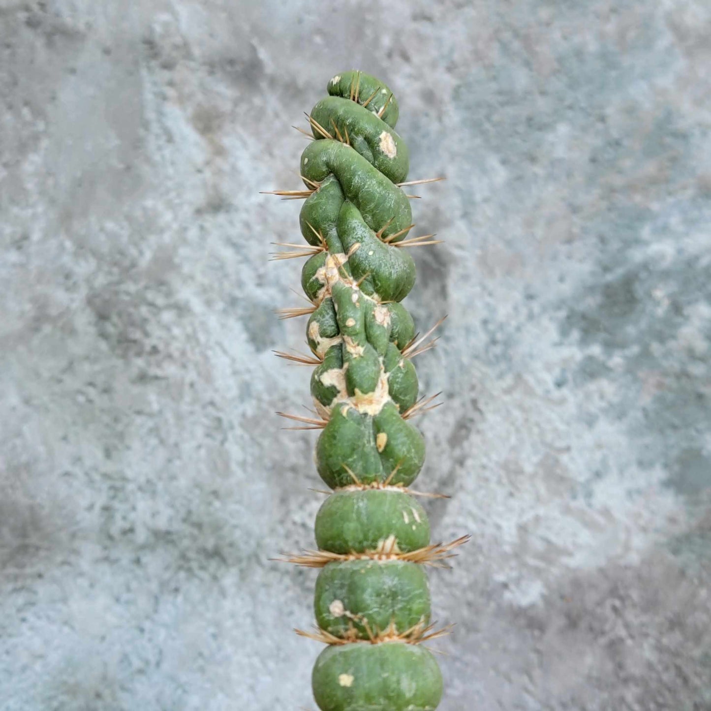 Eulychnia castanea spiralis - Unicorn Cactus