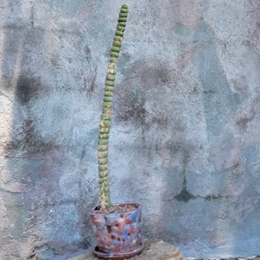 Eulychnia castanea spiralis - Unicorn Cactus