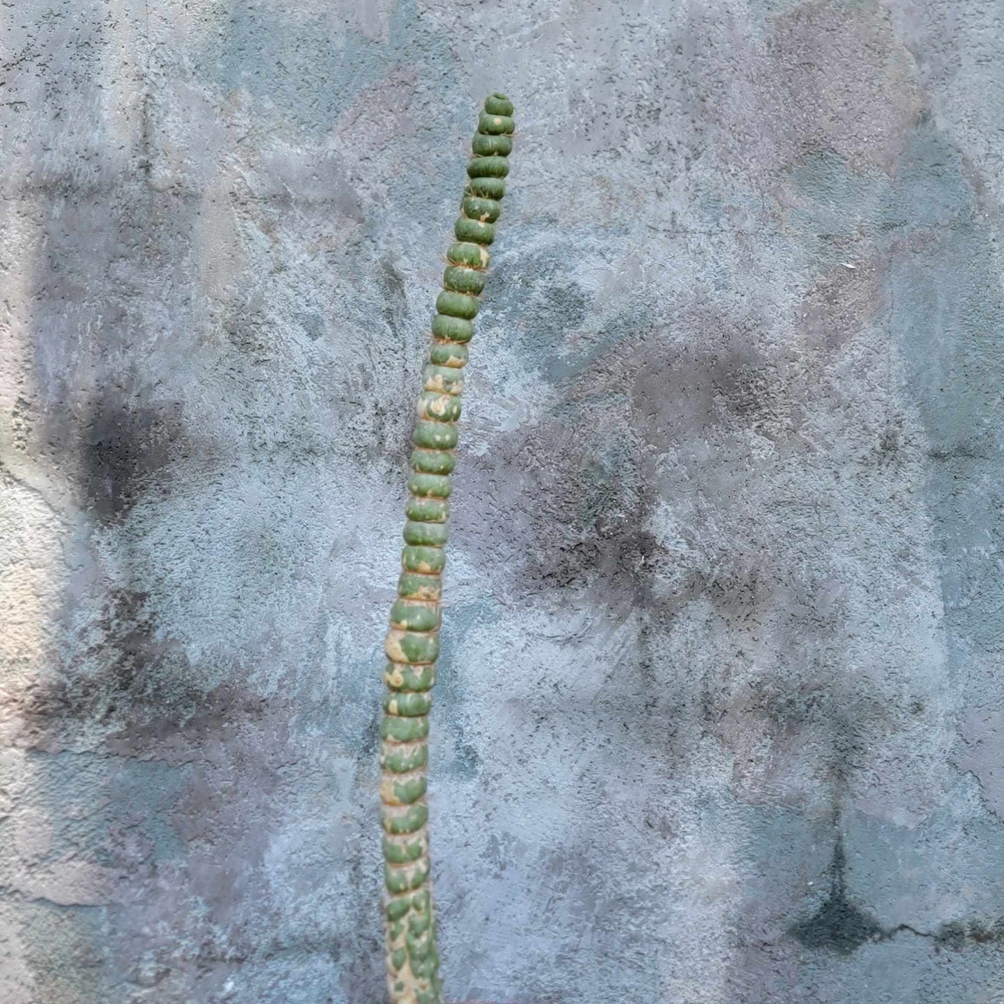 Eulychnia castanea spiralis - Unicorn Cactus