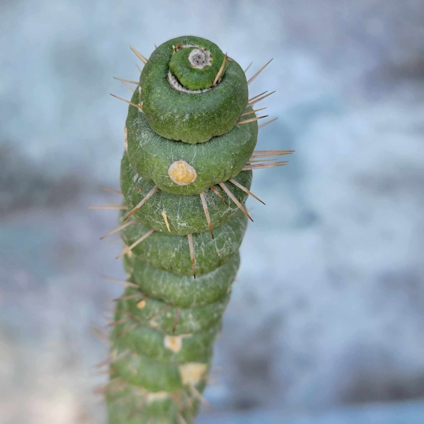 Eulychnia castanea spiralis - Unicorn Cactus