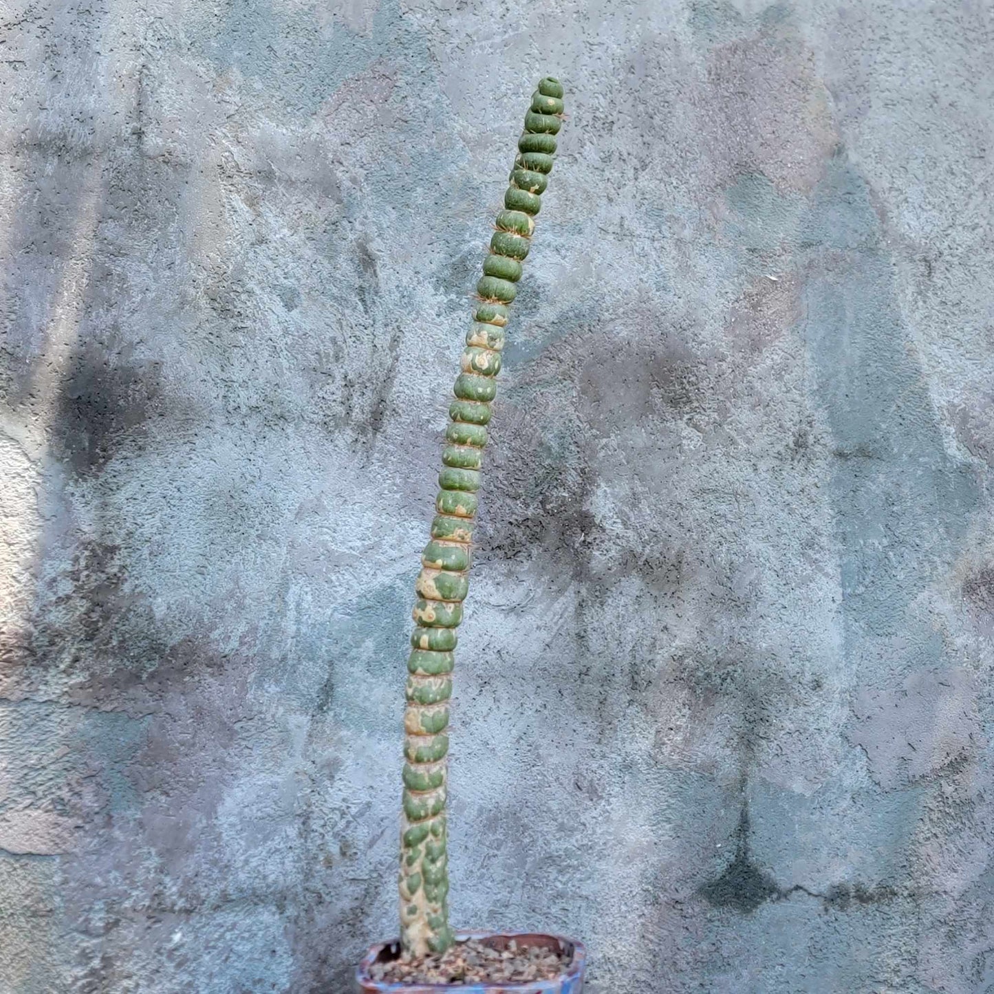 Eulychnia castanea spiralis - Unicorn Cactus