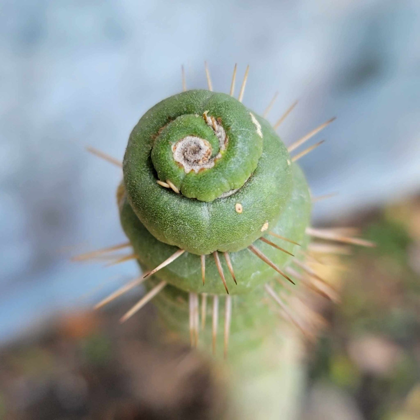 Eulychnia castanea spiralis - Unicorn Cactus