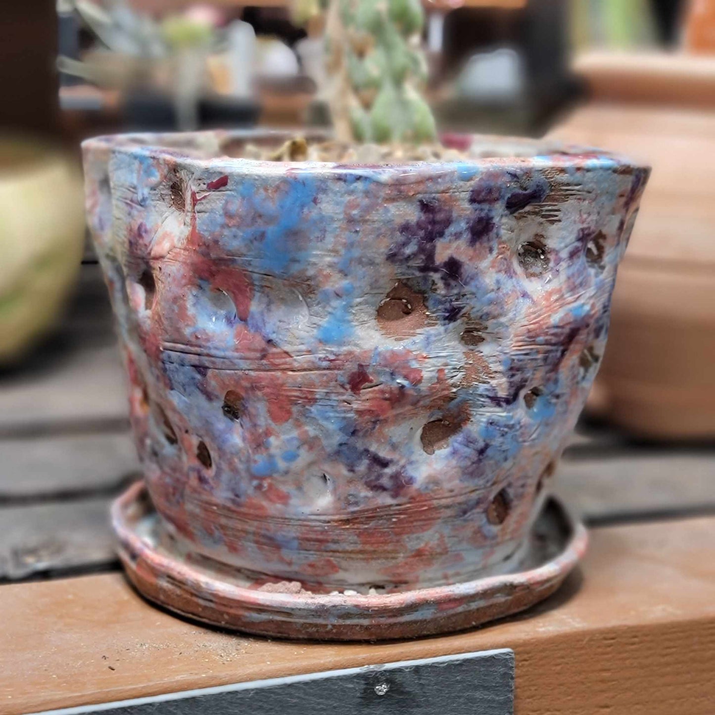 Eulychnia castanea spiralis - Unicorn Cactus