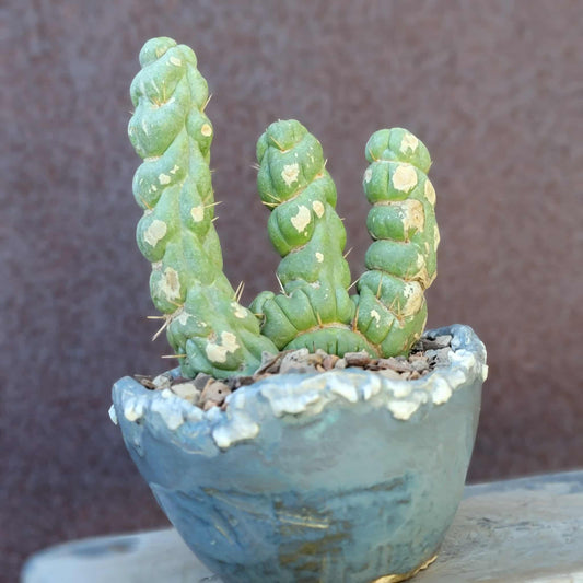 Eulychnia castanea spiralis cristata - Crested Unicorn Cactus