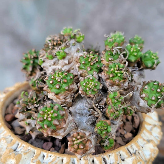 Euphorbia Bupleurifolia x Susannae - Pineapple Euphorbia