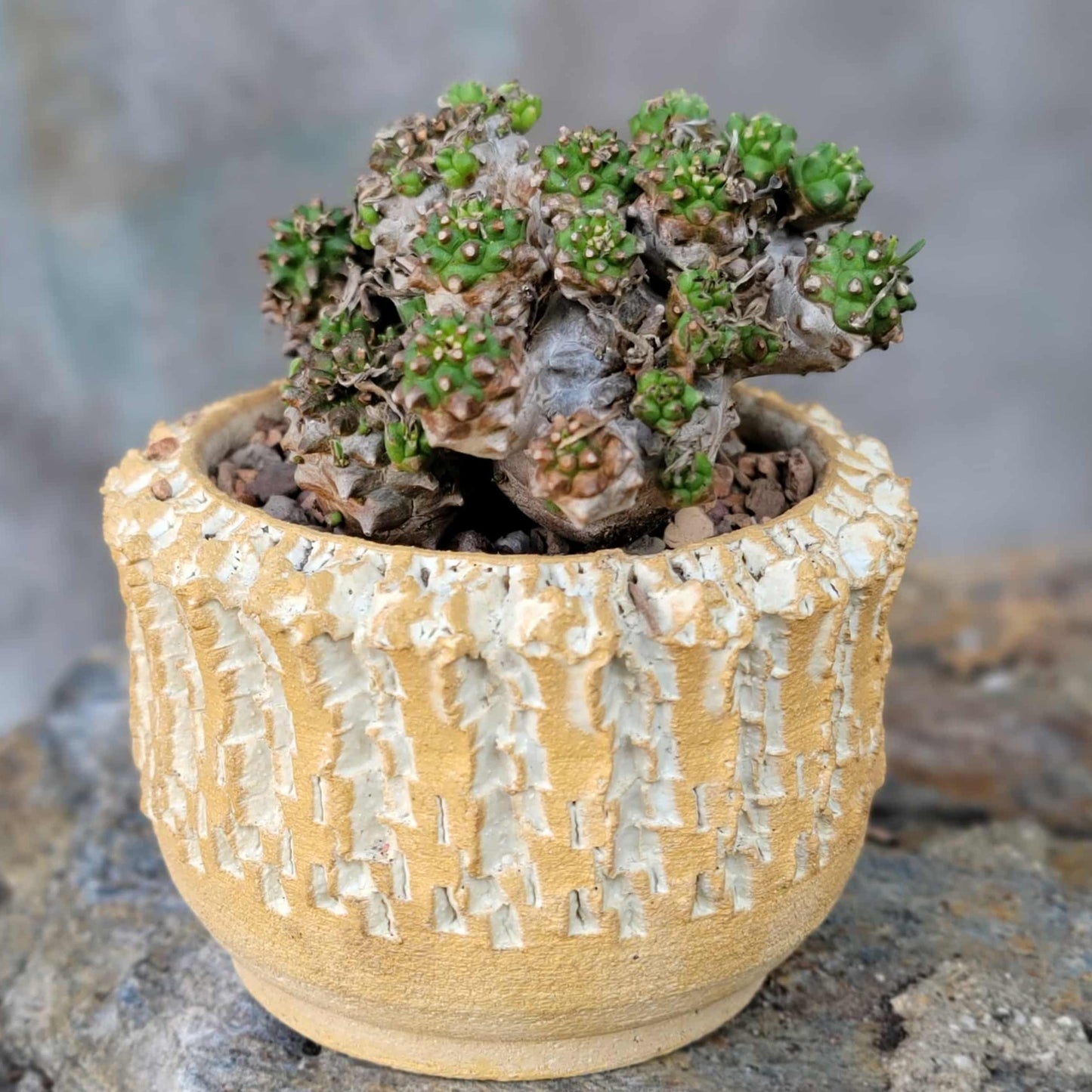 Euphorbia Bupleurifolia x Susannae - Pineapple Euphorbia