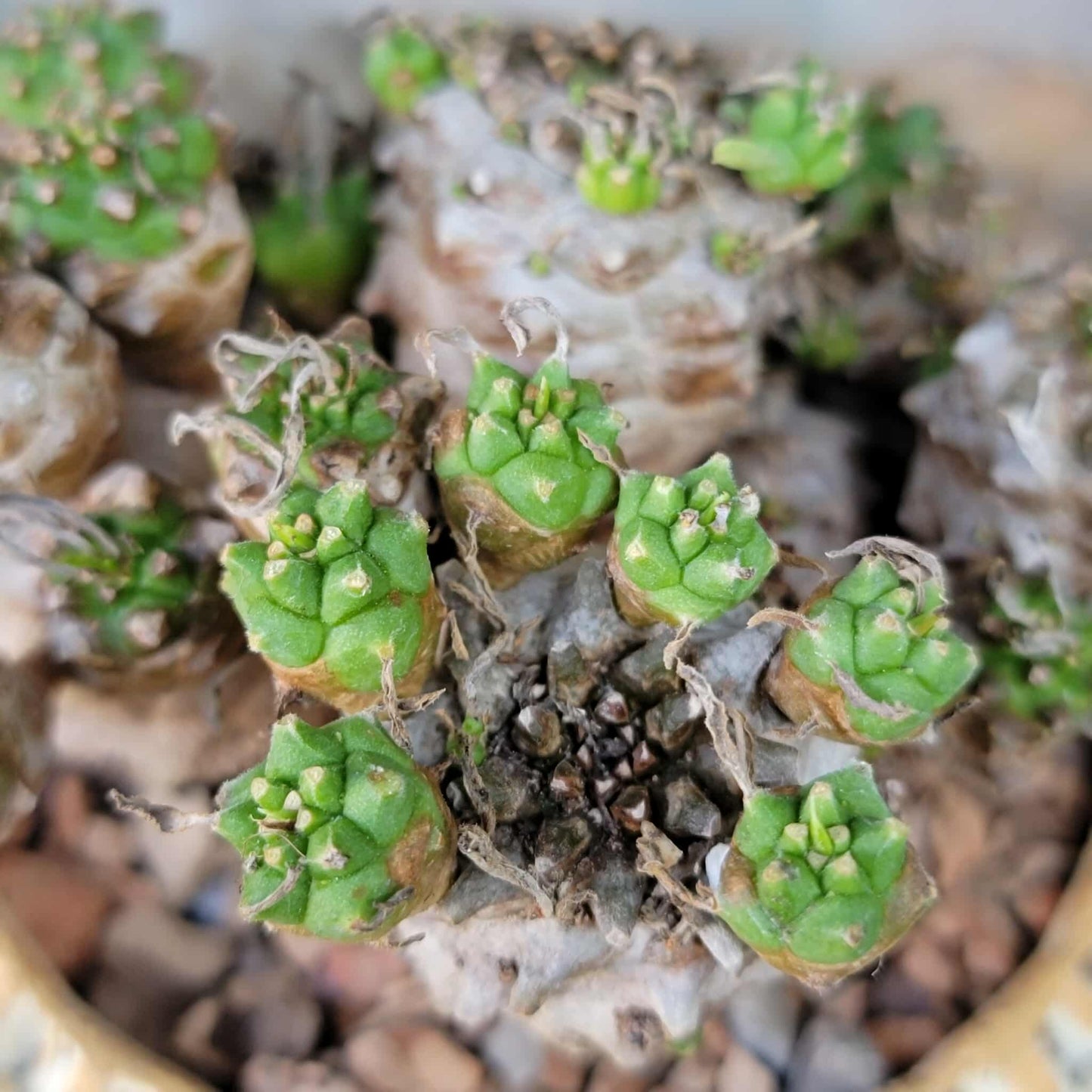 Euphorbia Bupleurifolia x Susannae - Pineapple Euphorbia