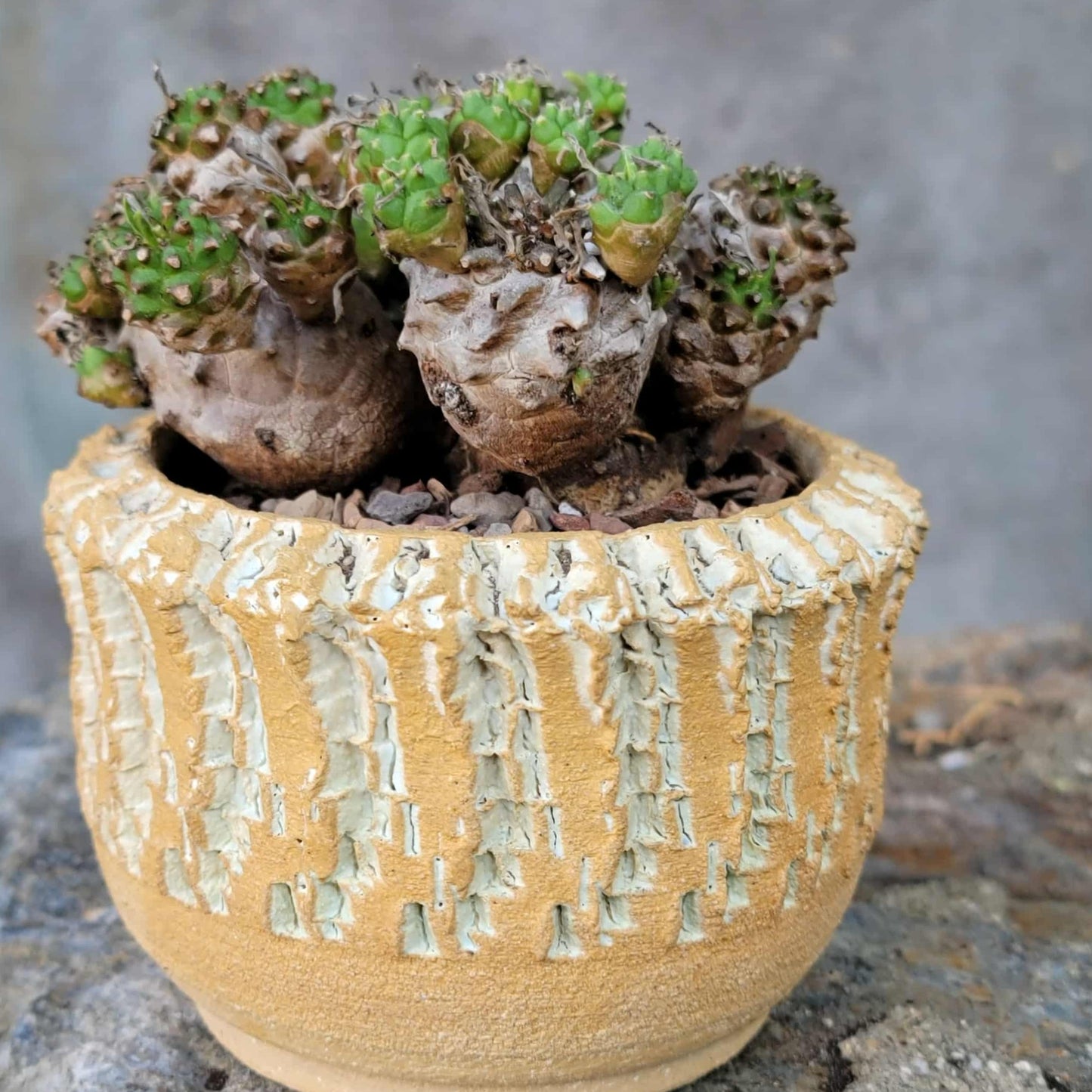 Euphorbia Bupleurifolia x Susannae - Pineapple Euphorbia