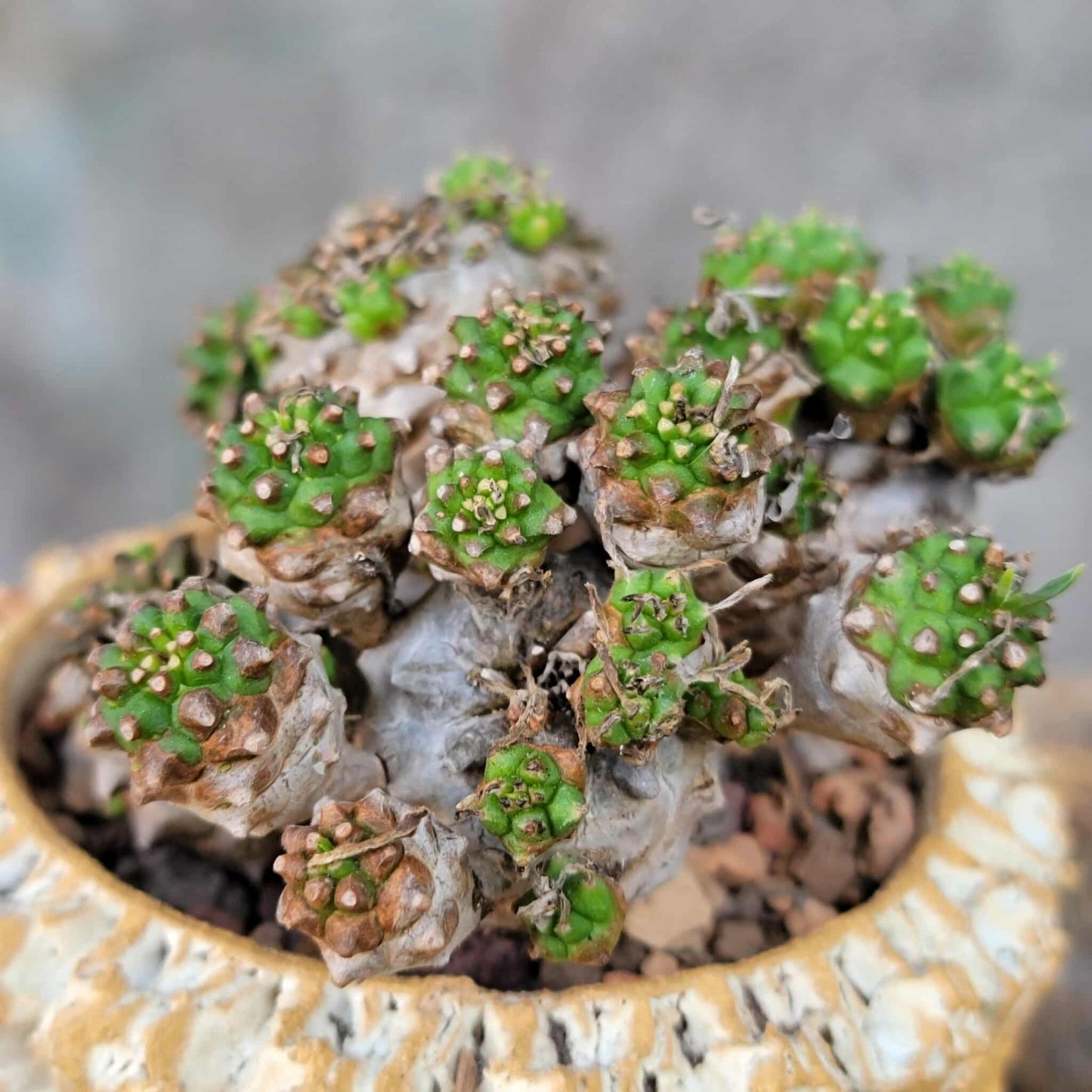 Euphorbia Bupleurifolia x Susannae - Pineapple Euphorbia