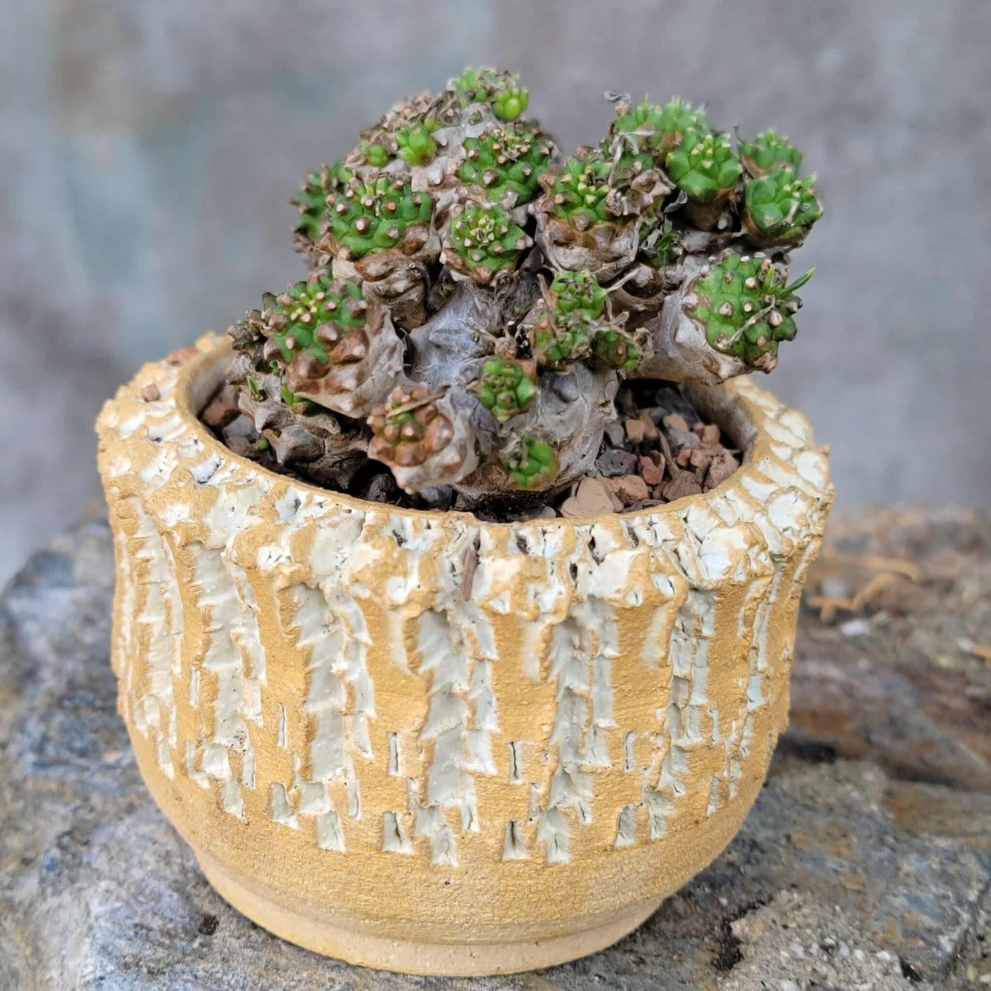 Euphorbia Bupleurifolia x Susannae - Pineapple Euphorbia
