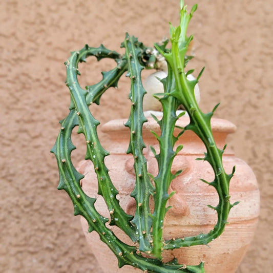 Euphorbia Knuthii - Caudex