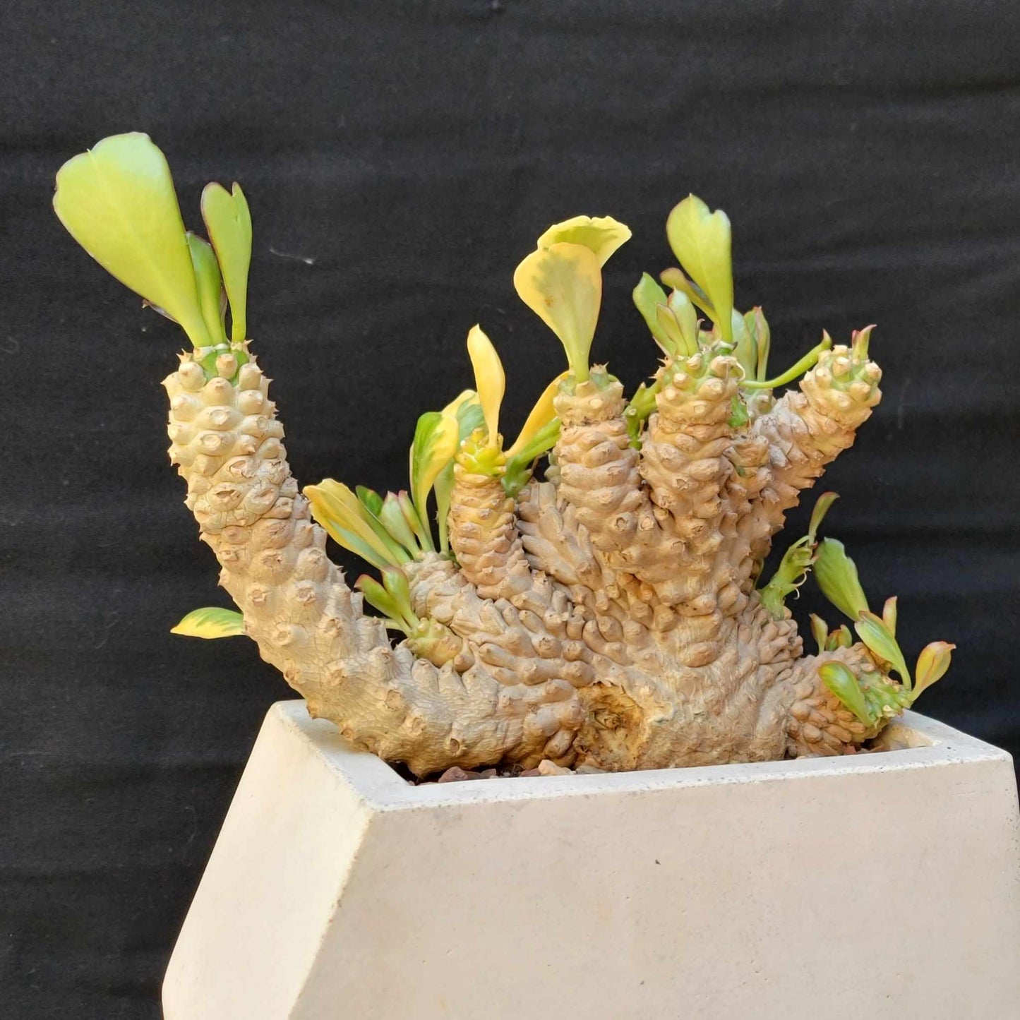 Geometric Cement Planter - Large
