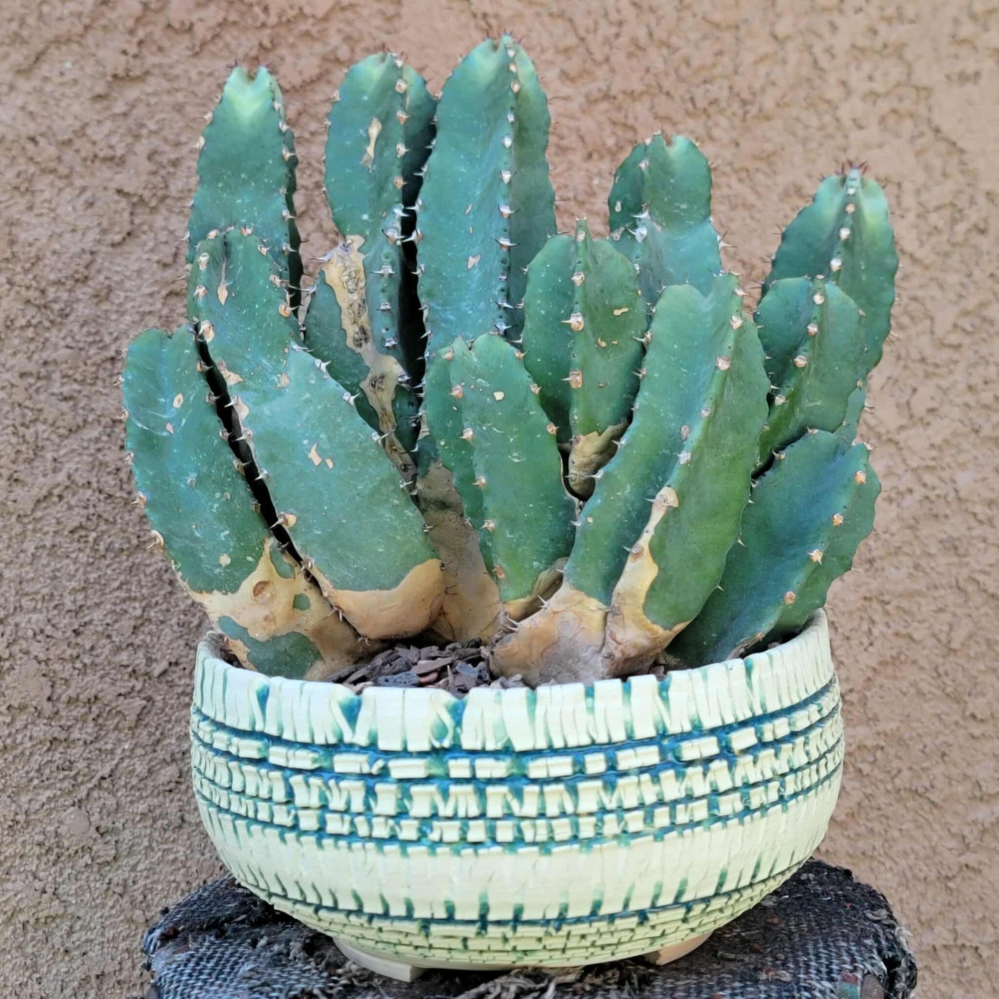 Euphorbia Resinifera - Moroccan Mound - 11 Heads!