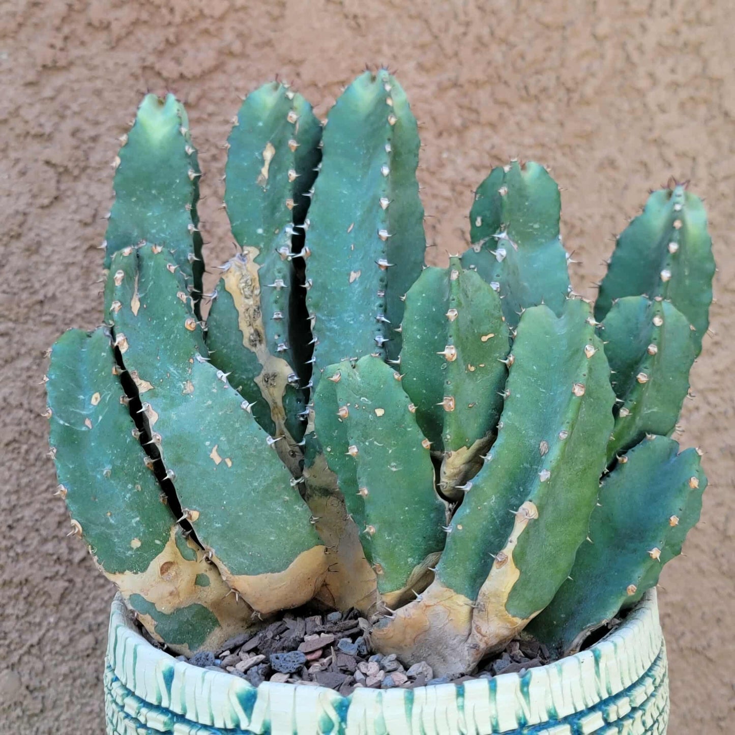Euphorbia Resinifera - Moroccan Mound - 11 Heads!