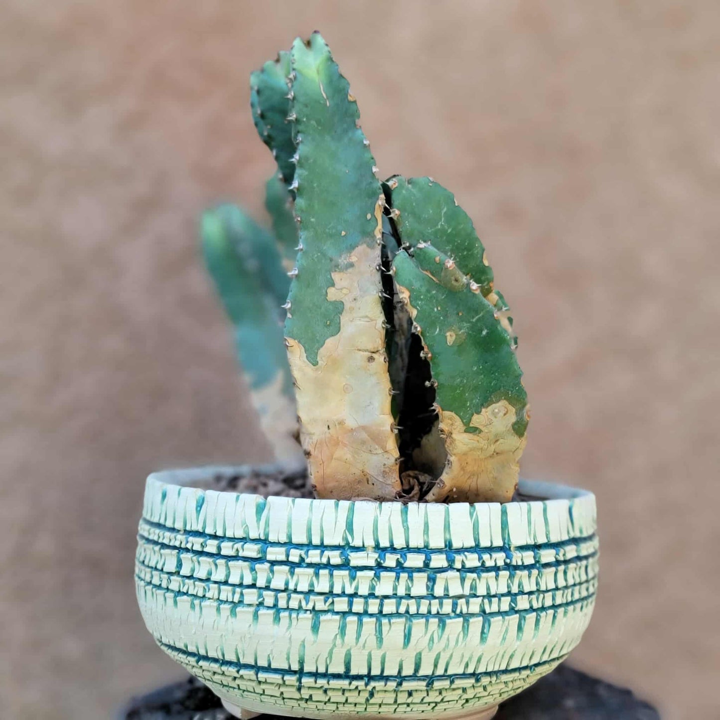 Euphorbia Resinifera - Moroccan Mound - 11 Heads!