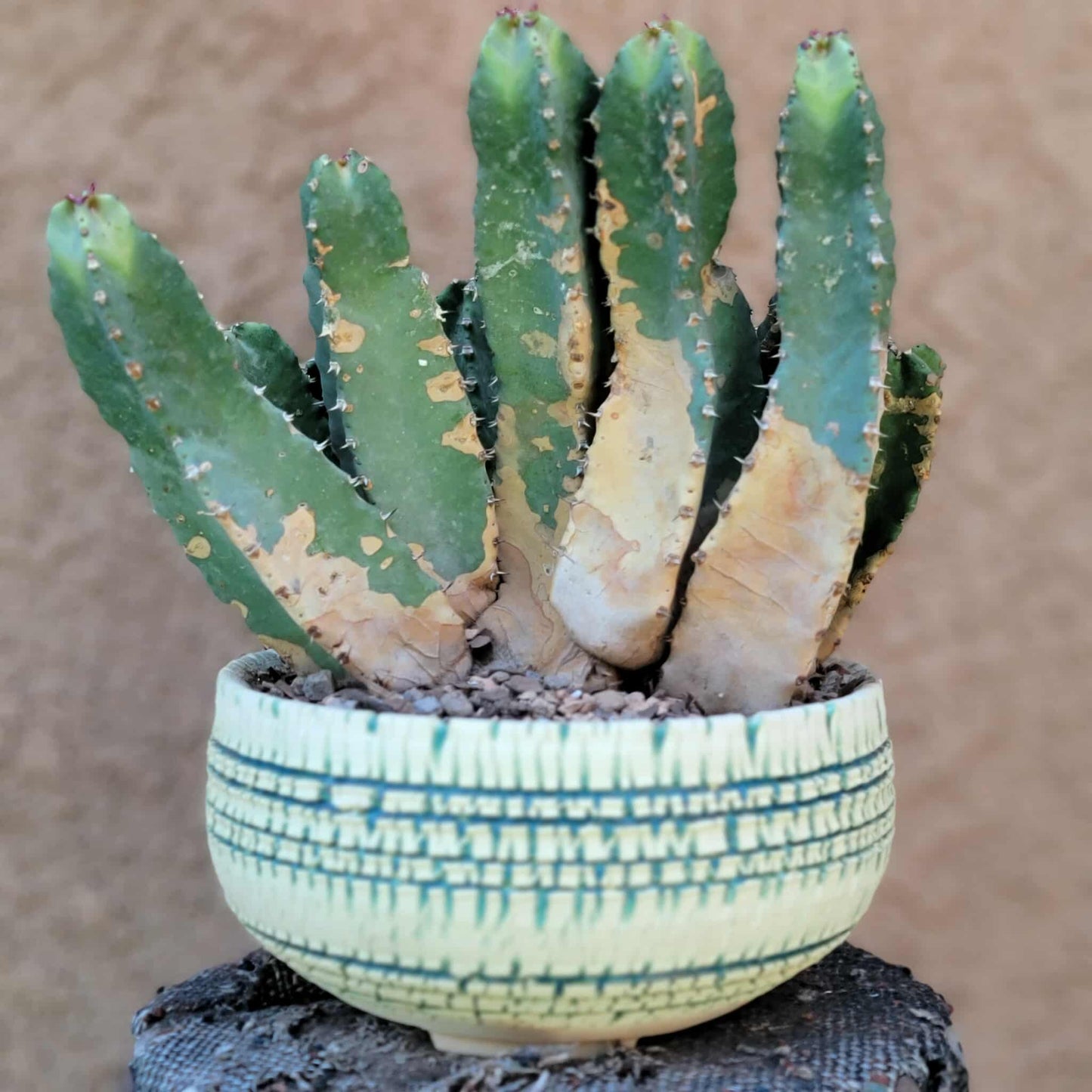 Euphorbia Resinifera - Moroccan Mound - 11 Heads!