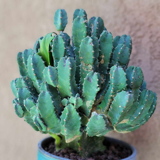 Euphorbia Resinifera - Moroccan Mound
