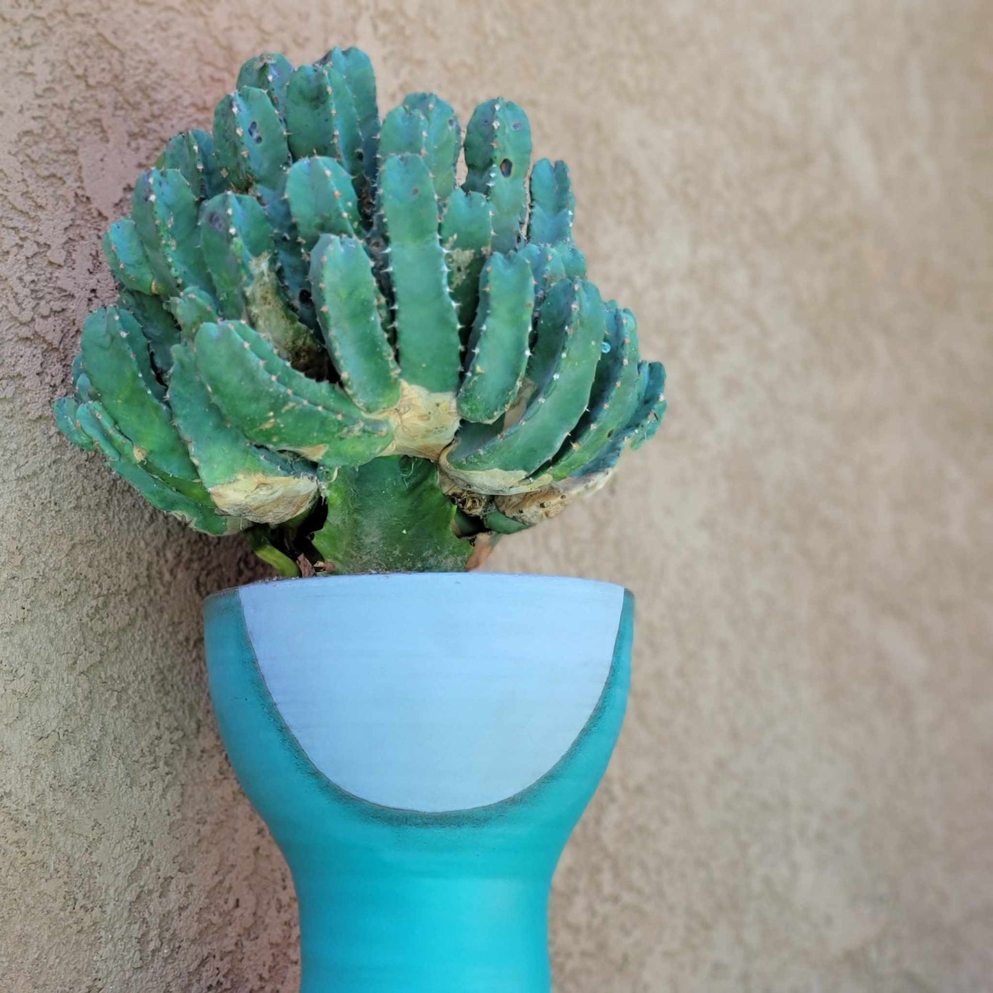 Euphorbia Resinifera - Moroccan Mound