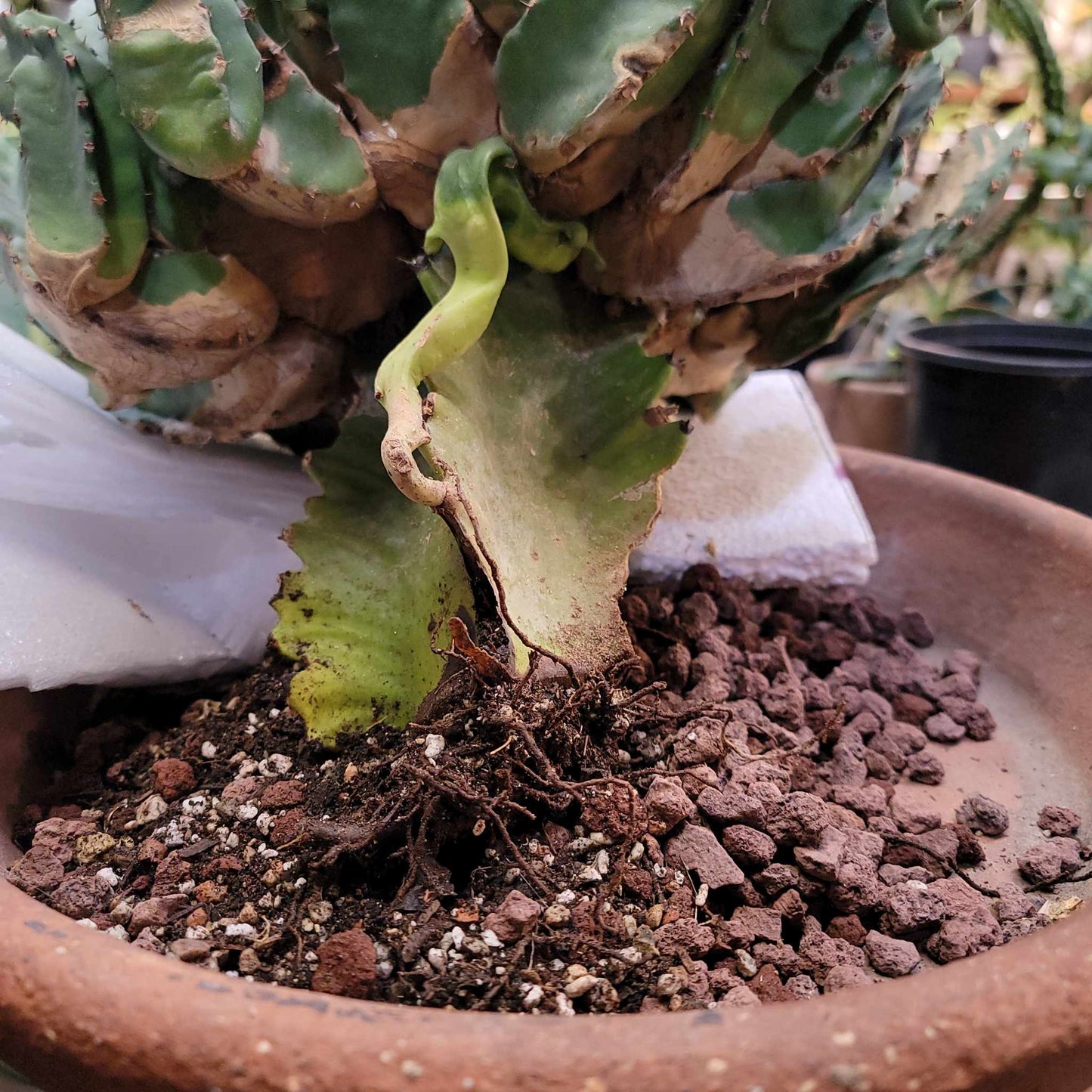 Euphorbia Resinifera - Moroccan Mound