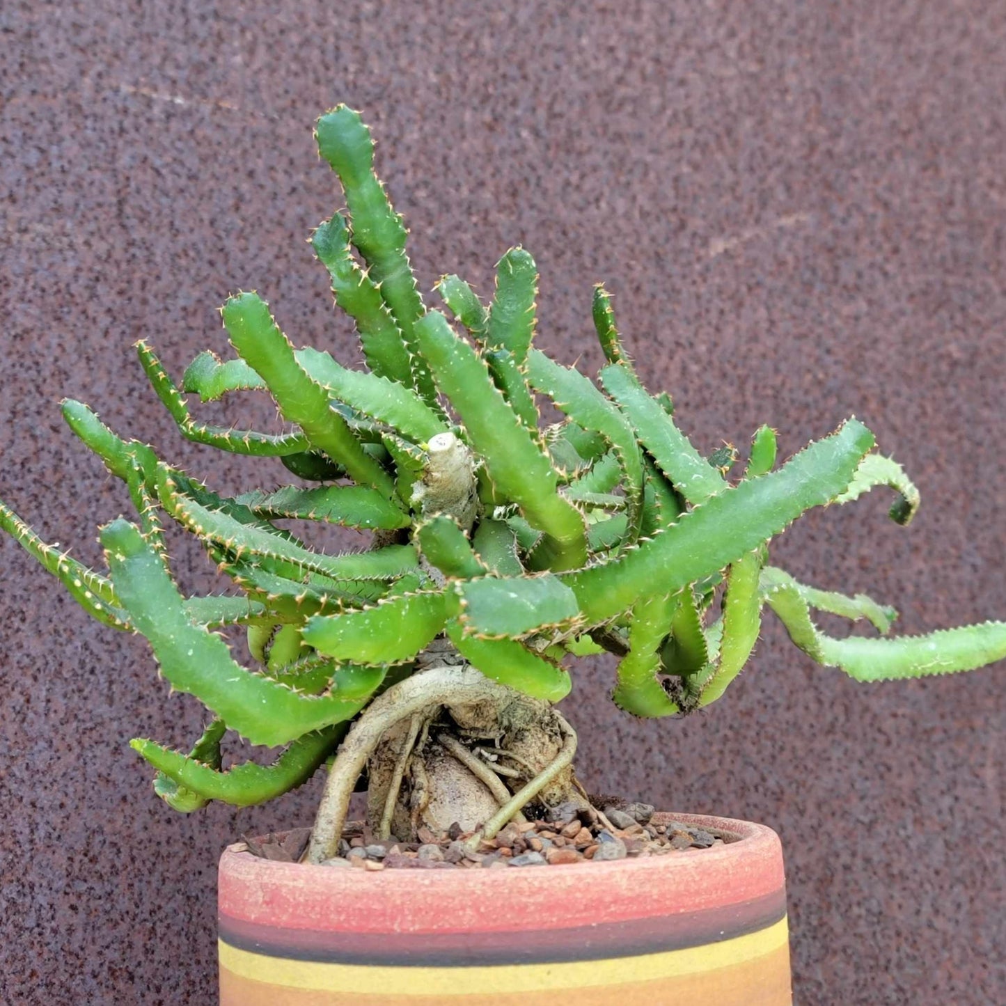 Euphorbia Stellata Caudex - Medusoid Euphorbia - Caudex