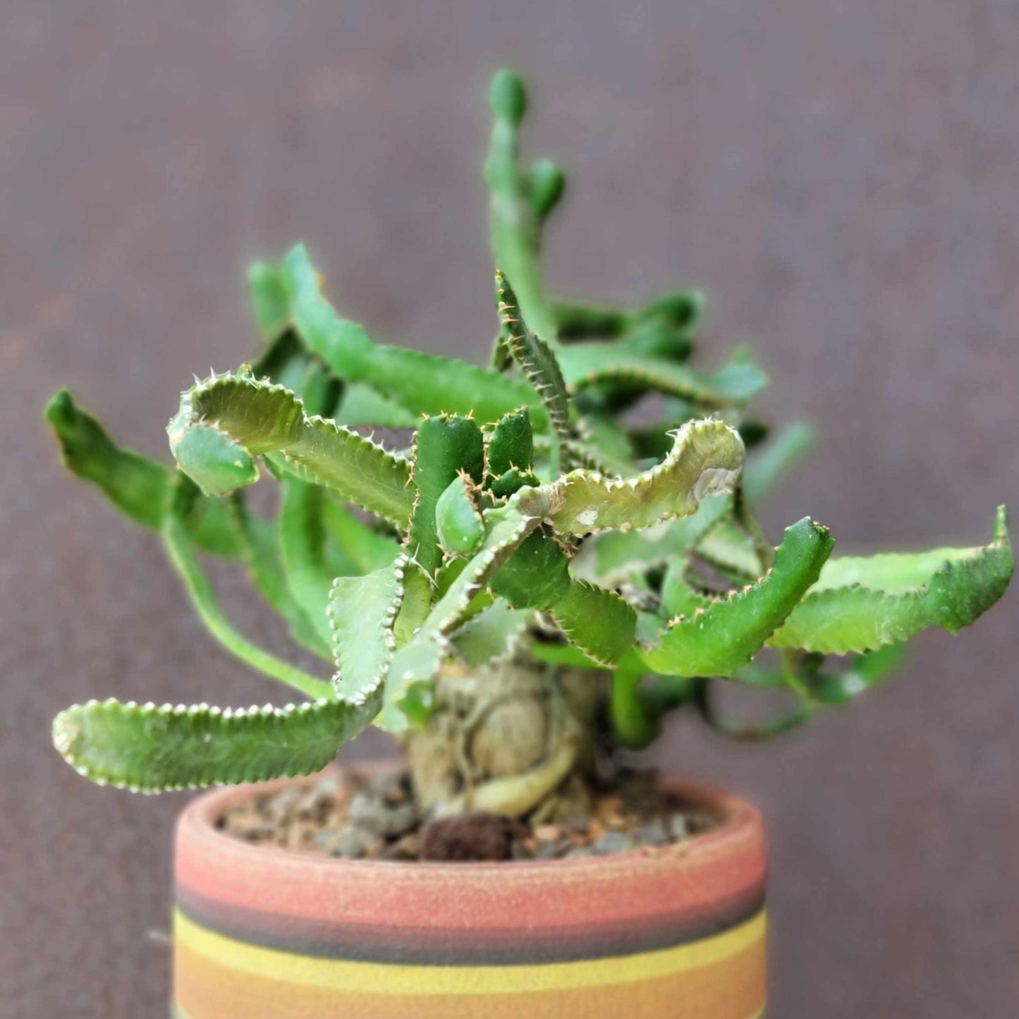 Euphorbia Stellata Caudex - Medusoid Euphorbia - Caudex