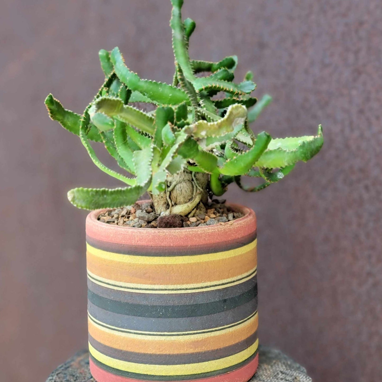 Euphorbia Stellata Caudex - Medusoid Euphorbia - Caudex