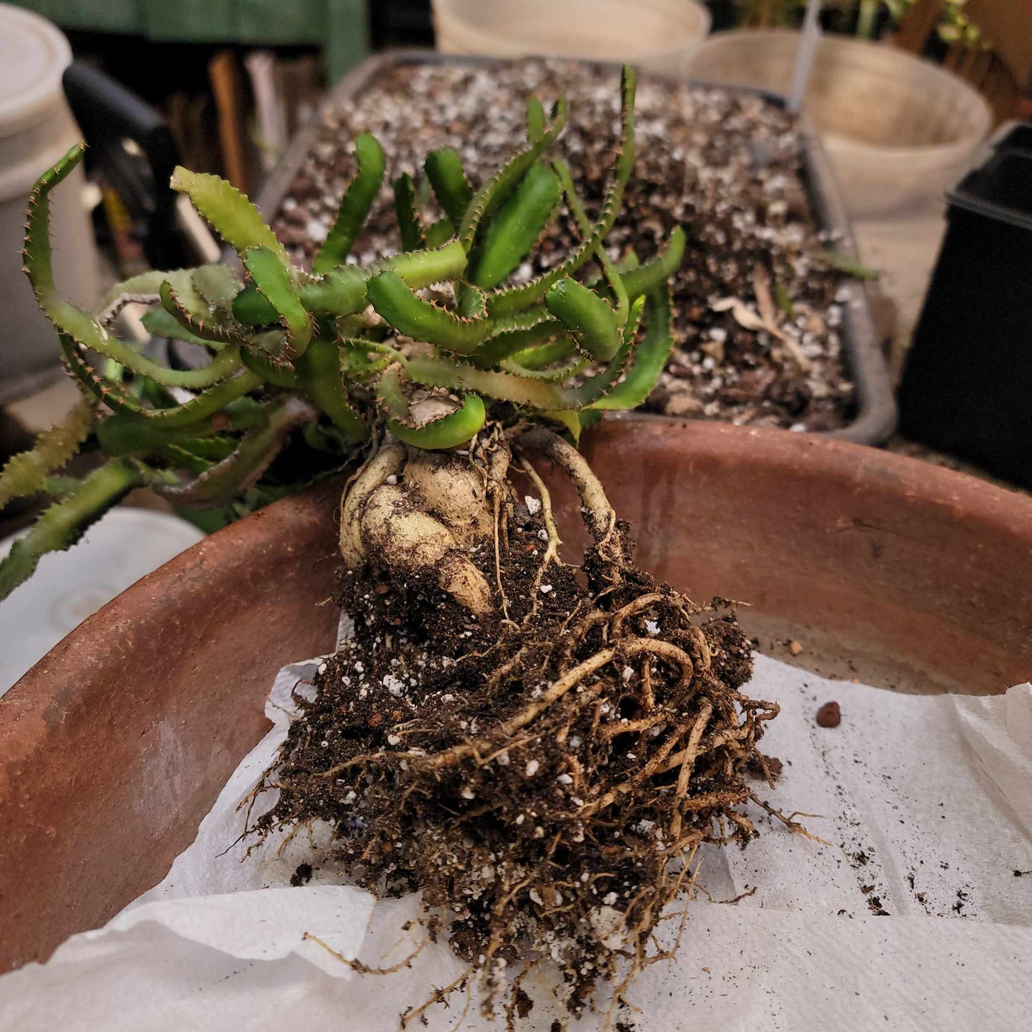Euphorbia Stellata Caudex - Medusoid Euphorbia - Caudex