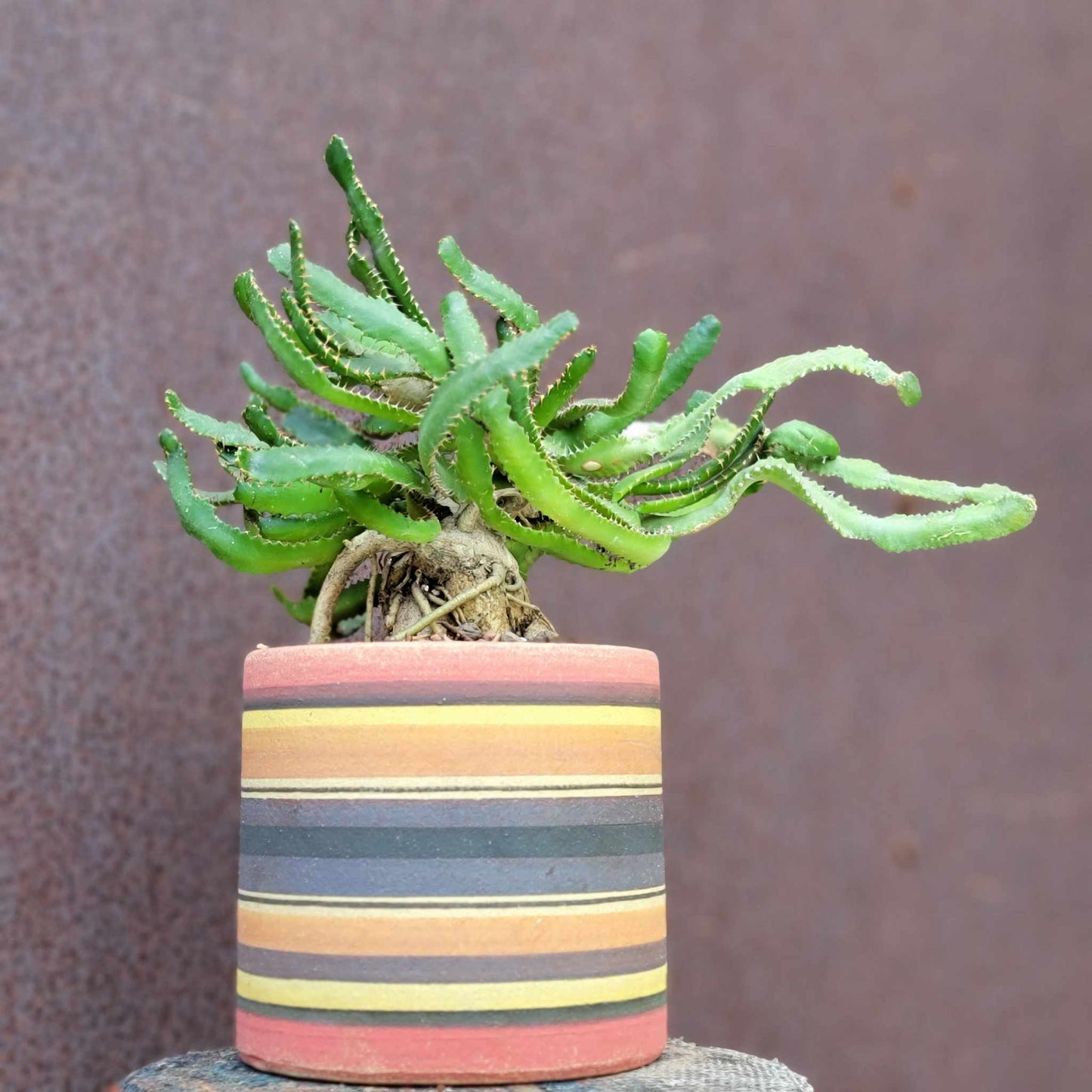 Euphorbia Stellata Caudex - Medusoid Euphorbia - Caudex