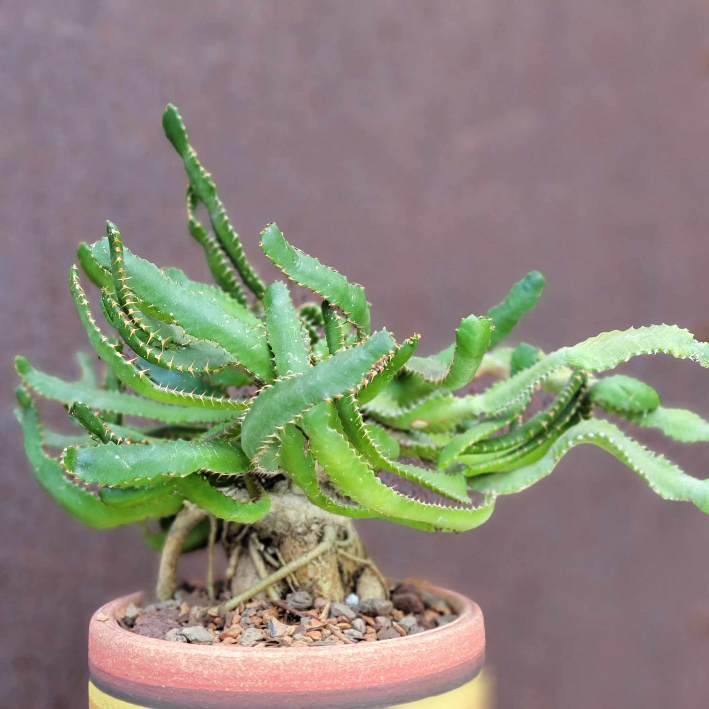 Euphorbia Stellata Caudex - Medusoid Euphorbia - Caudex