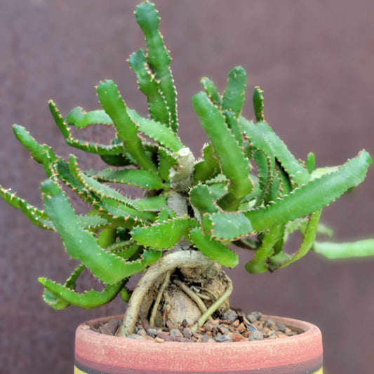 Euphorbia Stellata Caudex - Medusoid Euphorbia - Caudex