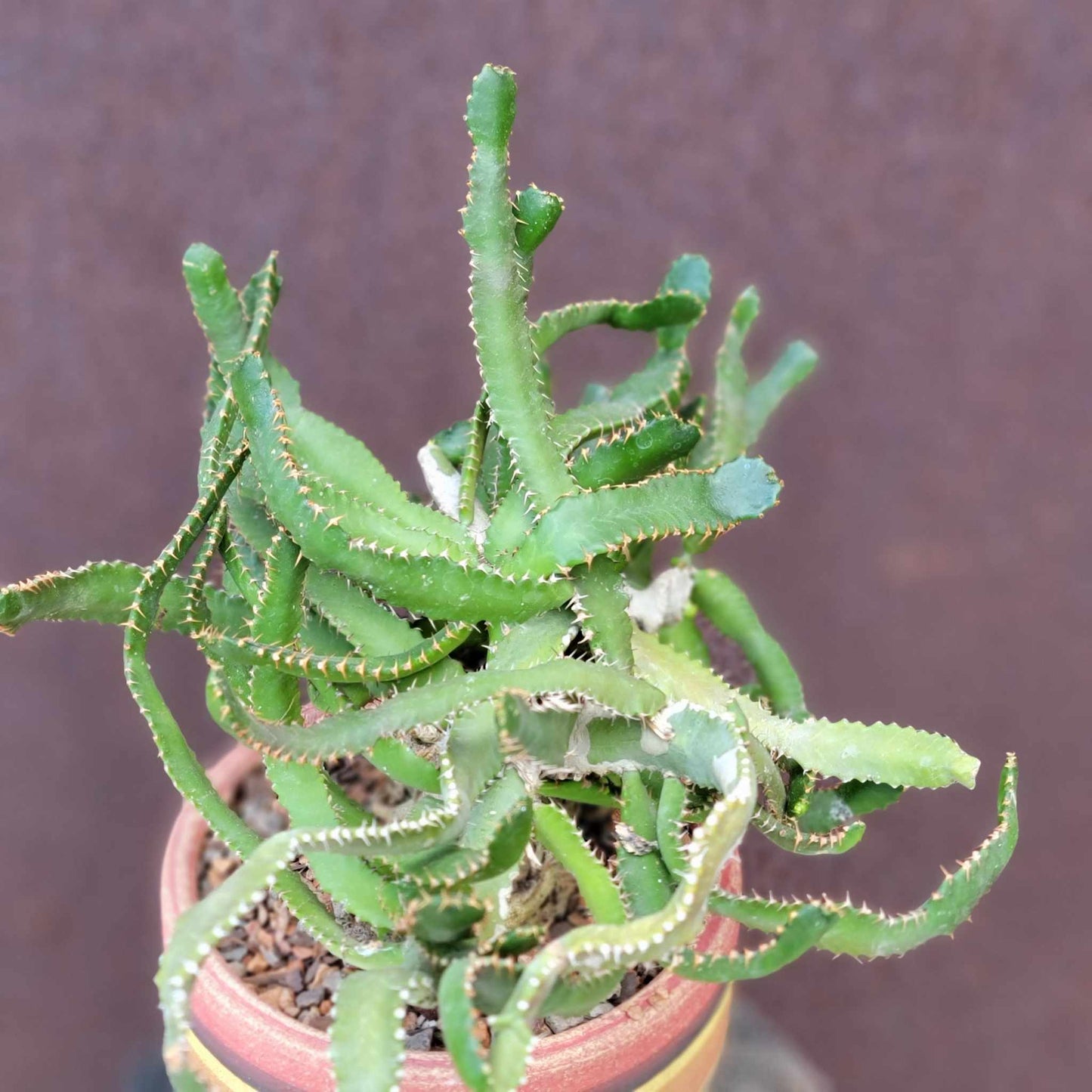 Euphorbia Stellata Caudex - Medusoid Euphorbia - Caudex