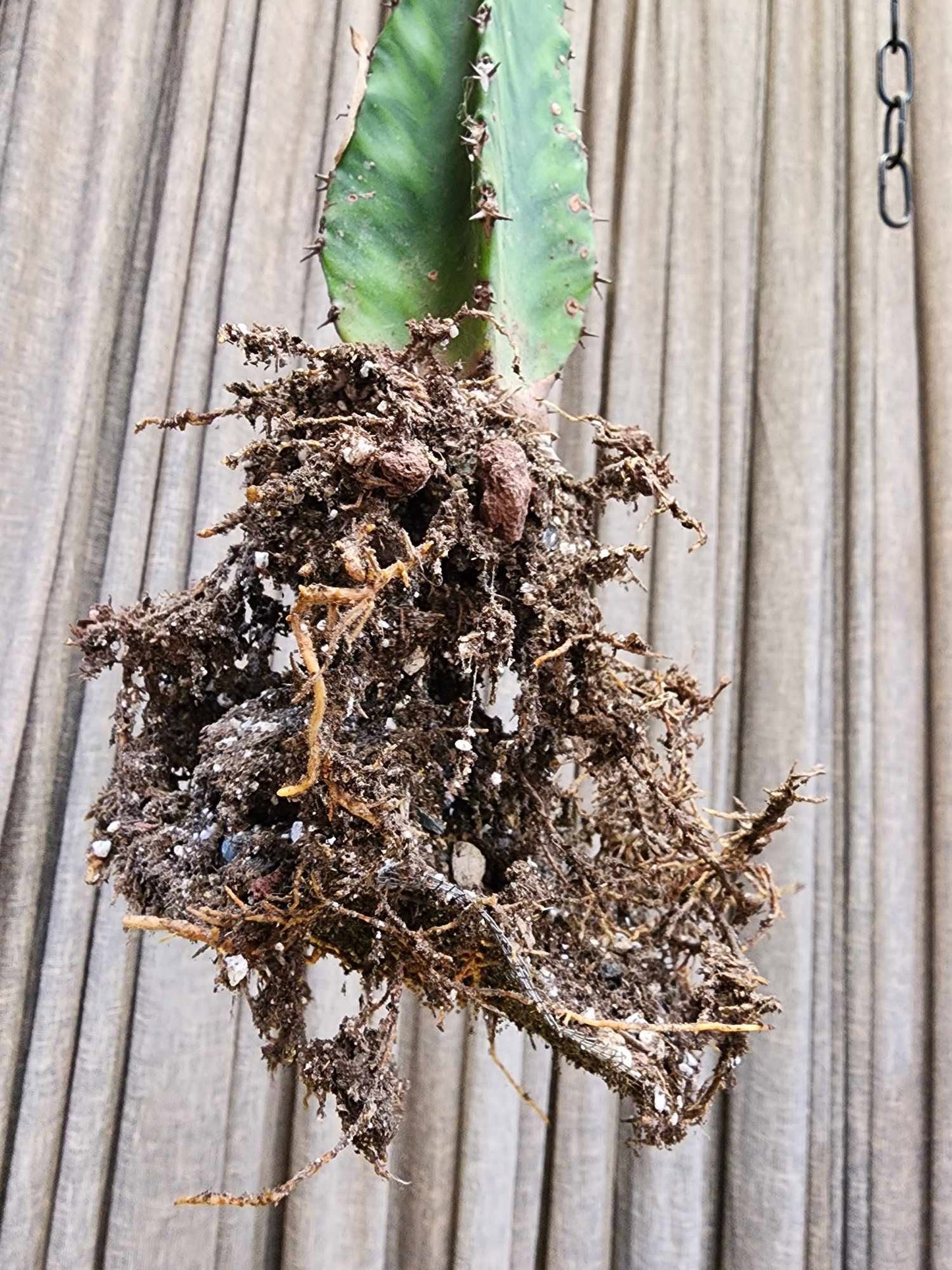 Euphorbia 'Watusi' - 17" Tall - Very Rare