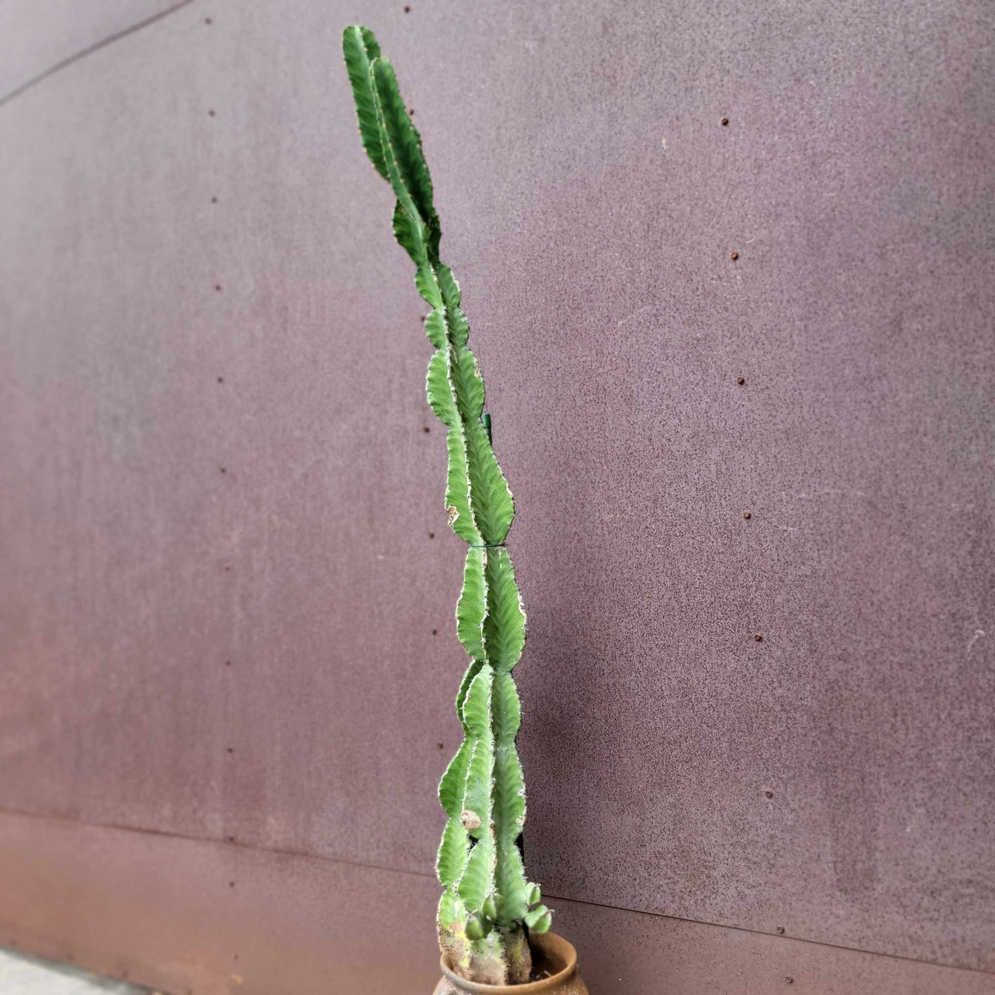 Euphorbia 'Watusi' - 4 Feet Tall - Very Rare