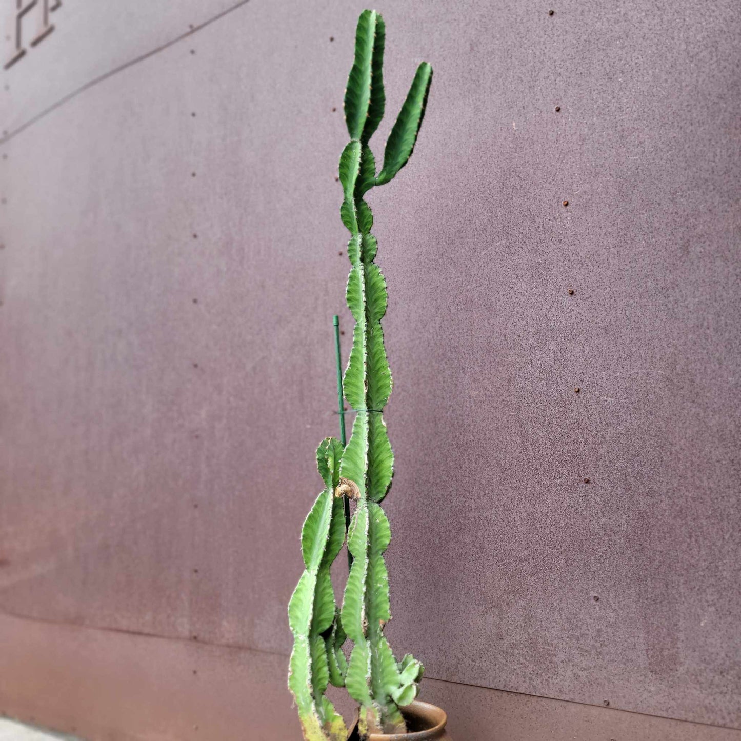 Euphorbia 'Watusi' - 4 Feet Tall - Very Rare
