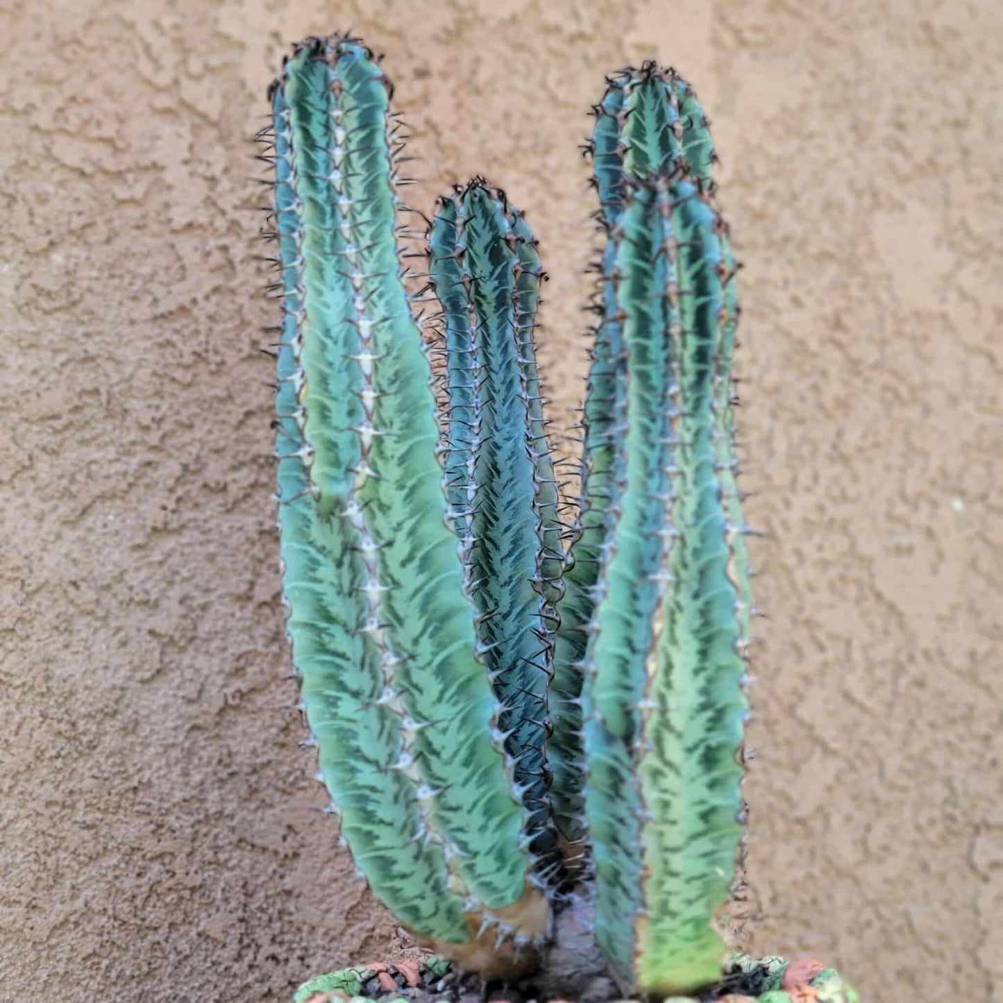 Euphorbia confinalis ssp. Rhodesia variegata 'Zebra' x 4 – Lebombo Euphorbia
