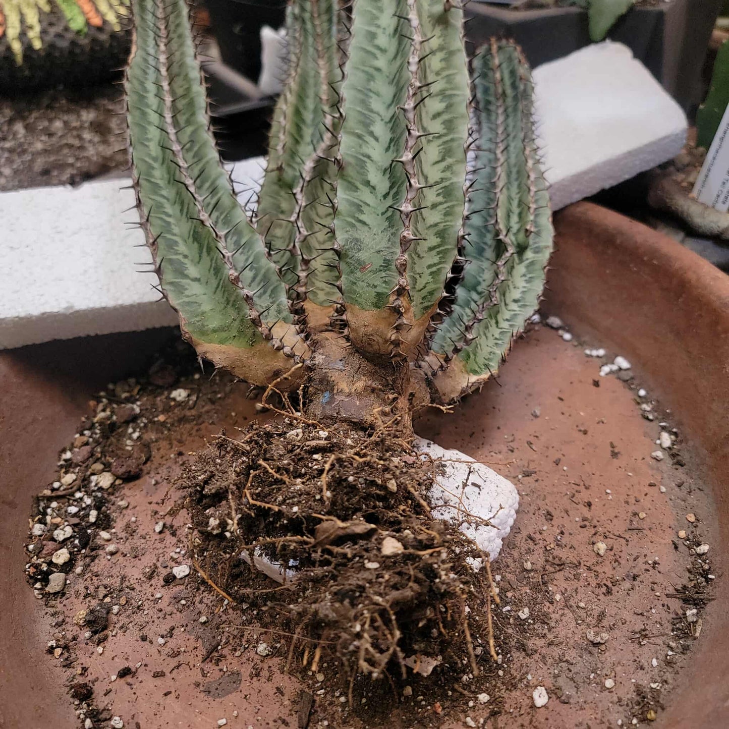 Euphorbia confinalis ssp. Rhodesia variegata 'Zebra' x 4 – Lebombo Euphorbia