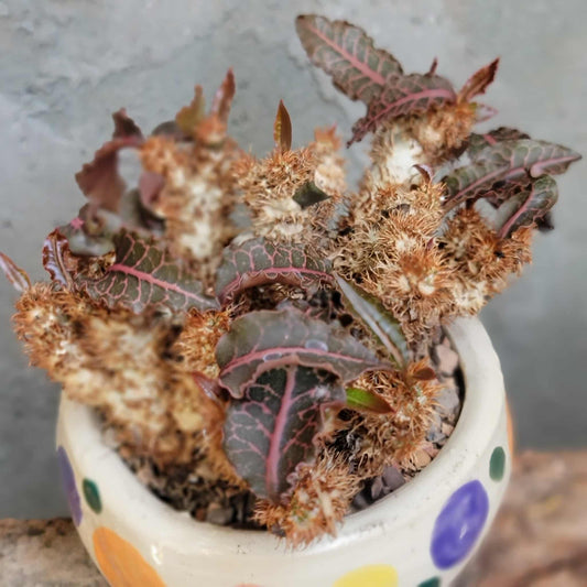 Euphorbia francoisii v. Leandri