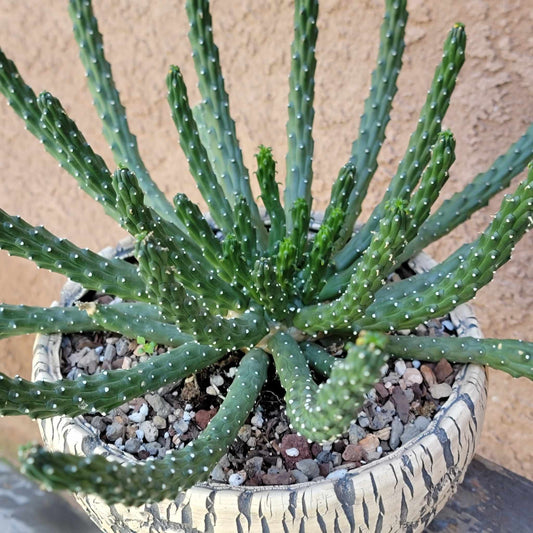 Euphorbia inermis var. huttonae - Medusa - Green Crown