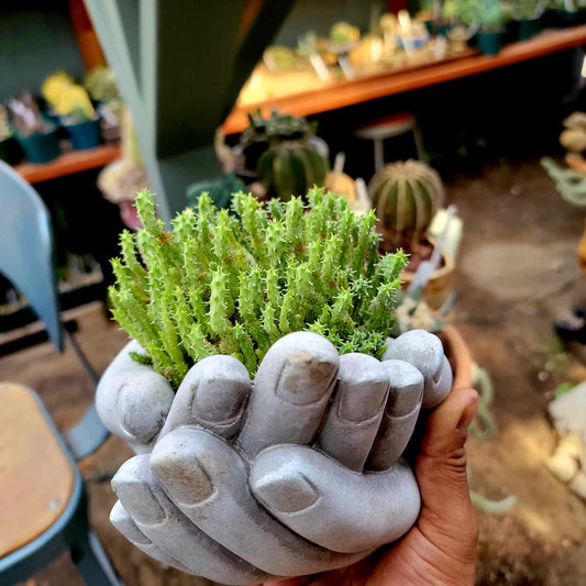Cement Hands Cactus Succulent Planter - Large