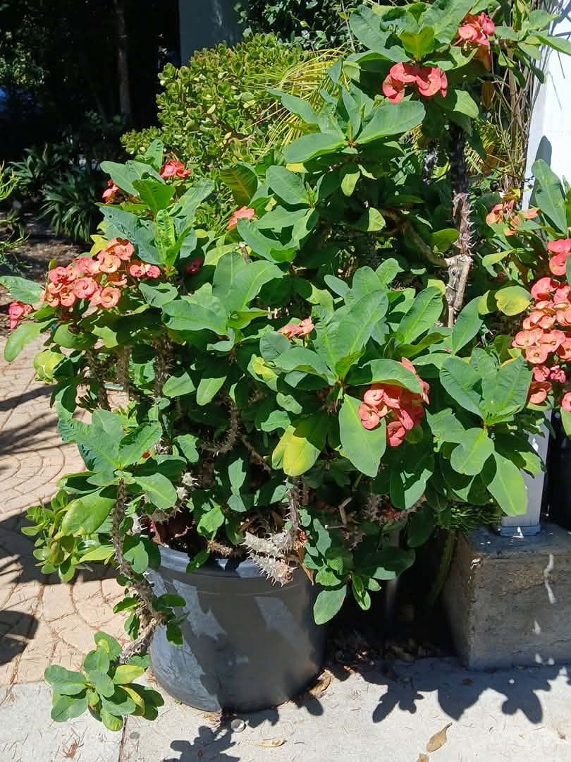 Euphorbia milii – Crown of Thorns (Coral)