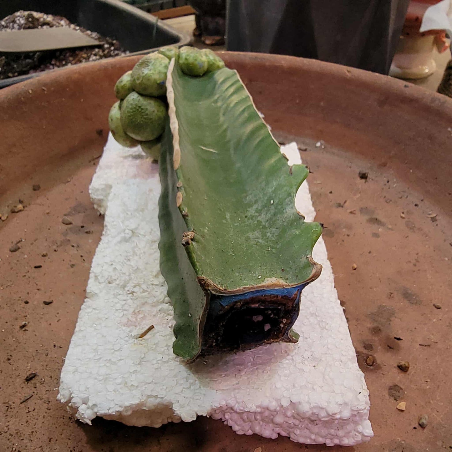 Euphorbia turbiniformis - HUGE - So many heads!!