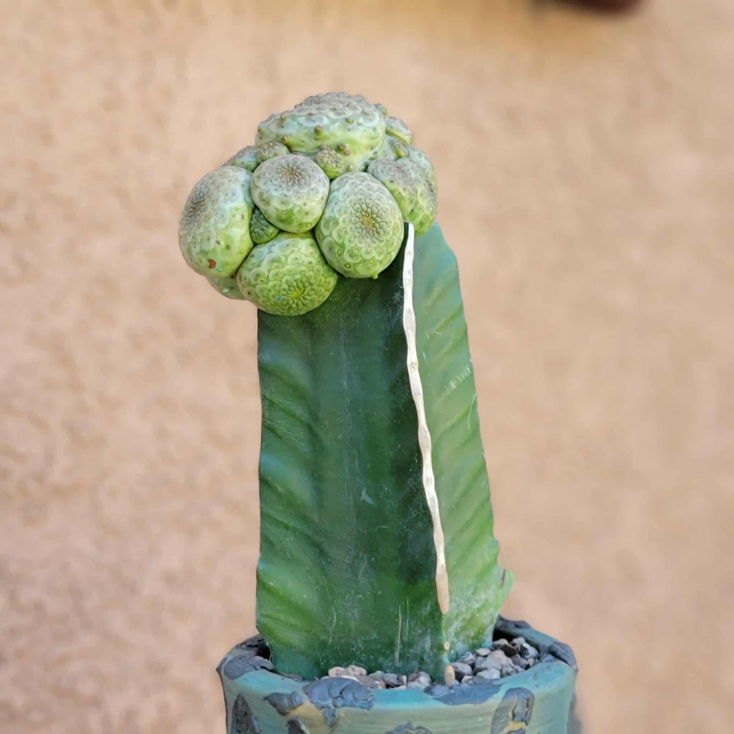 Euphorbia turbiniformis - HUGE - So many heads!!