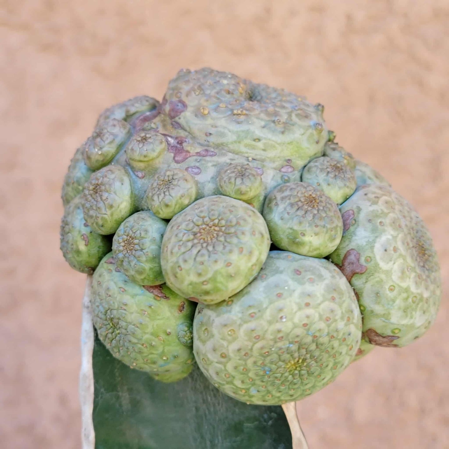 Euphorbia turbiniformis - HUGE - So many heads!!